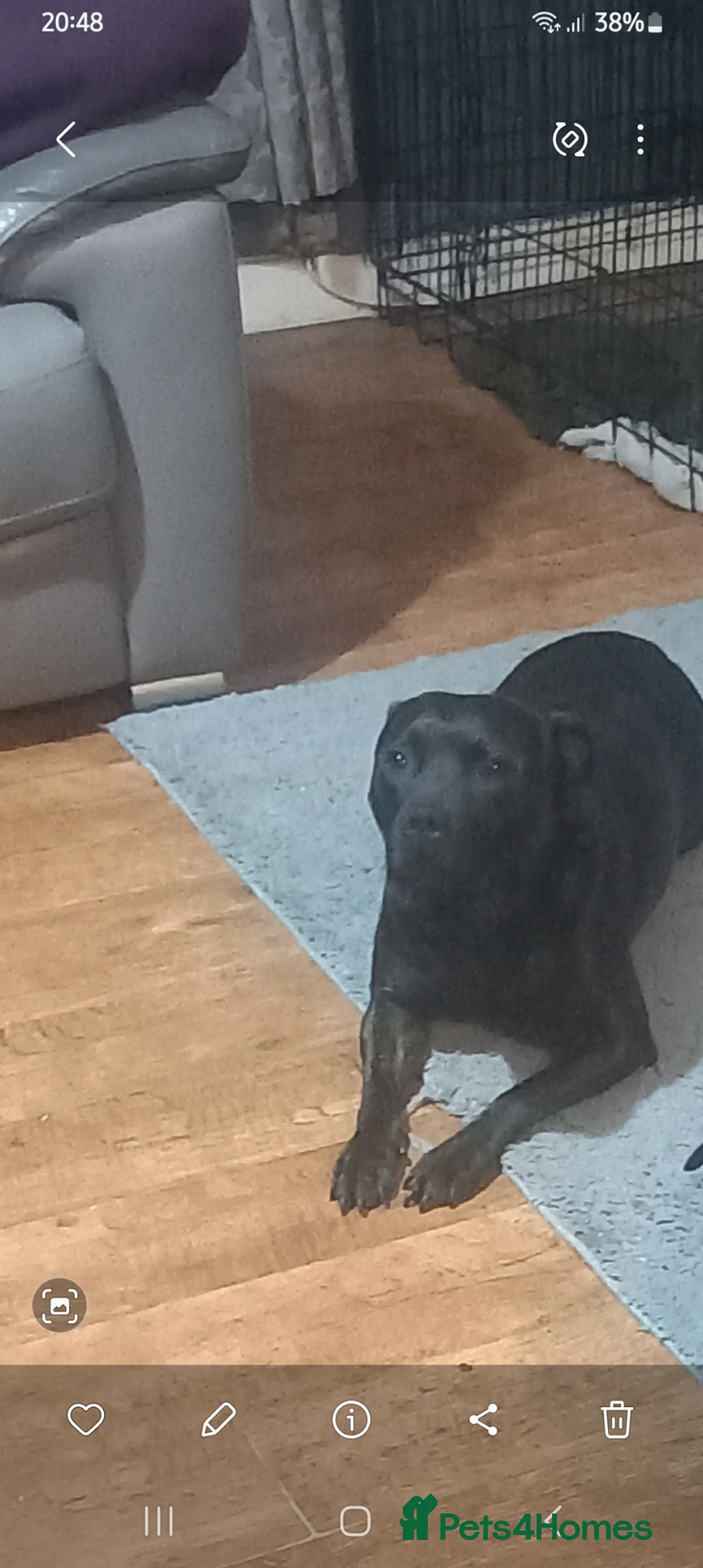 Mixed Breed dogs for sale: Male  in Middlesbrough - Advert 1