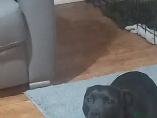 Mixed Breed dogs Male - Advert 2