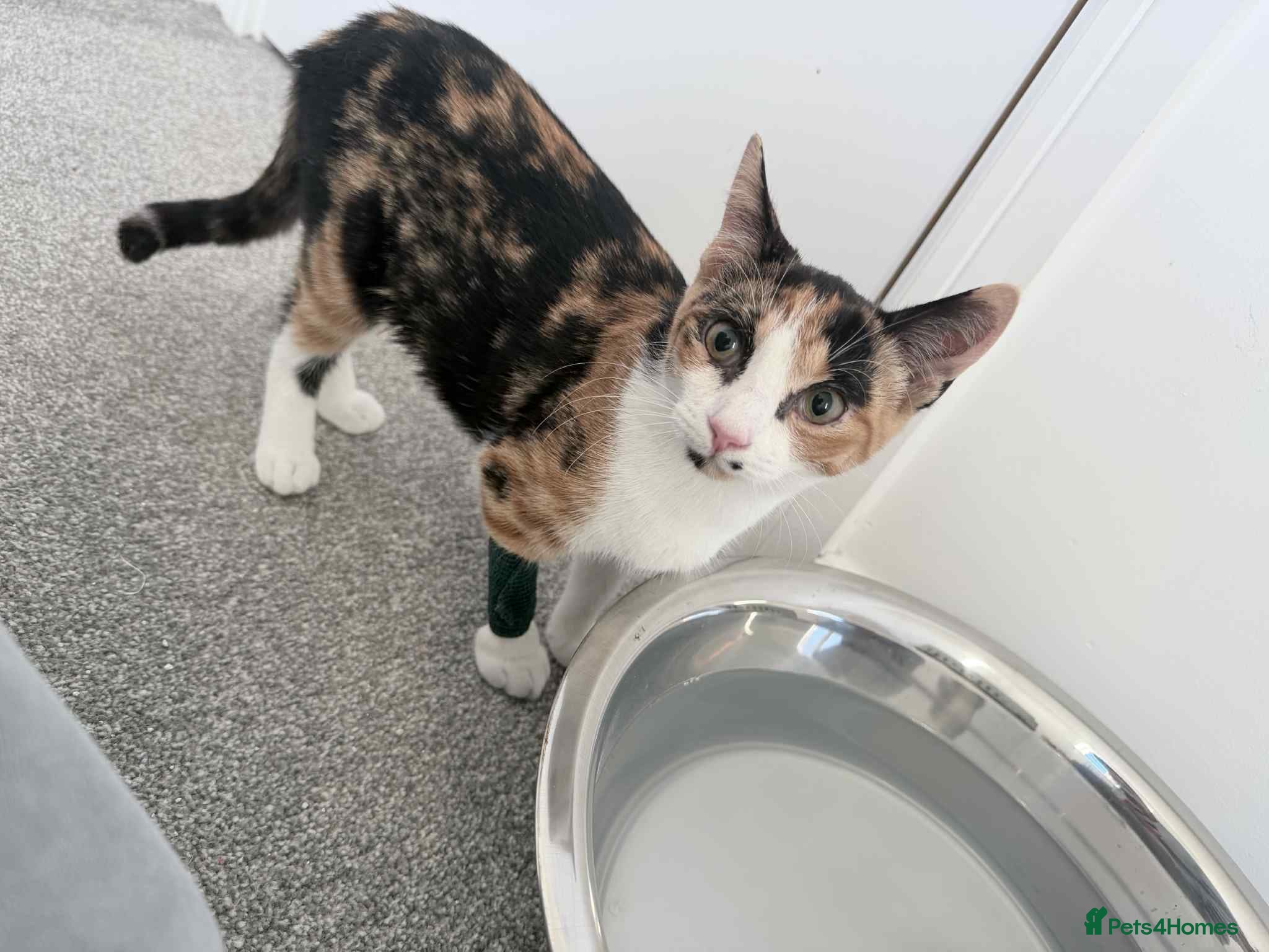 Mixed Breed cats X2 6 month old kittens - Advert 2