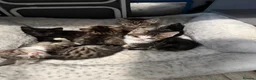 Mixed Breed cats for sale: Hand reared kittens - Advert 10