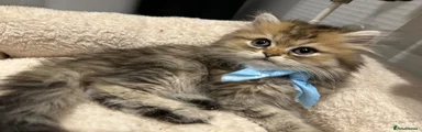Persian 2