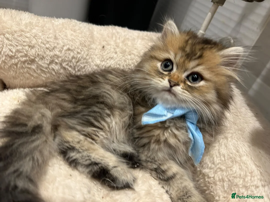 Persian cats for sale: Stunning Golden Shaded Persian Kitten🌟Teddy Bear - Advert 2