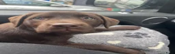 Labrador Retriever dogs for sale: Stunning KC Chocolate Labrador puppies - Advert 10