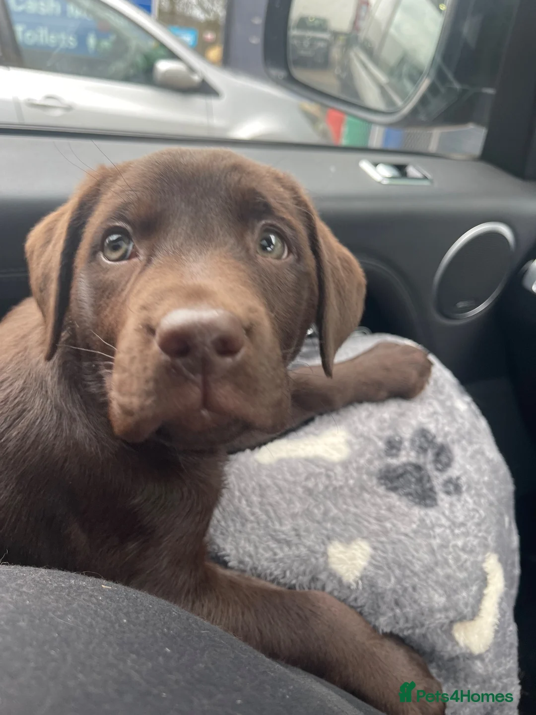 Labrador Retriever dogs for sale: Stunning KC Chocolate Labrador puppies - Advert 10