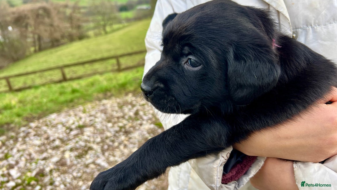 Labrador Retriever dogs for sale: KC Registered black Labrador Puppies for sale - Advert 20