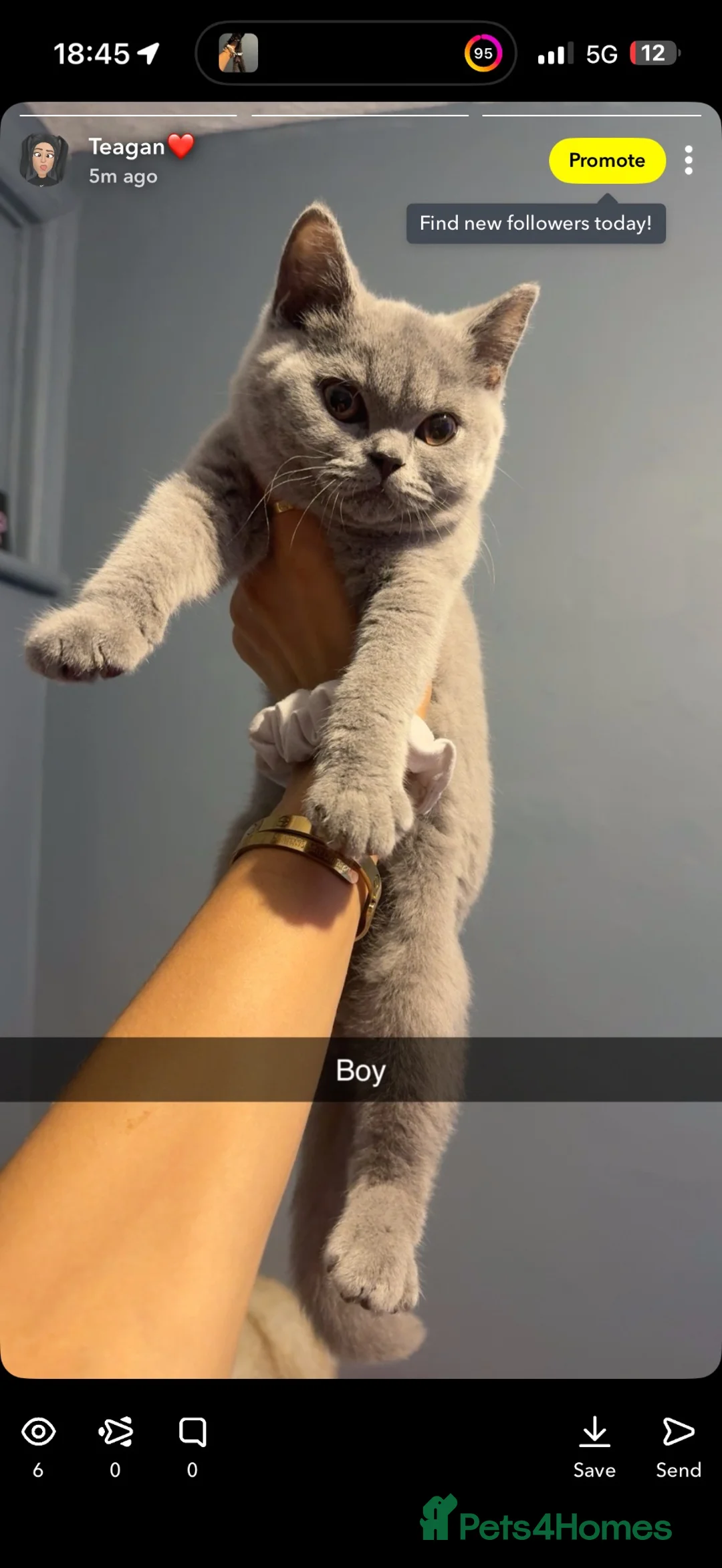 Mixed Breed cats for sale: Kittens - Advert 1