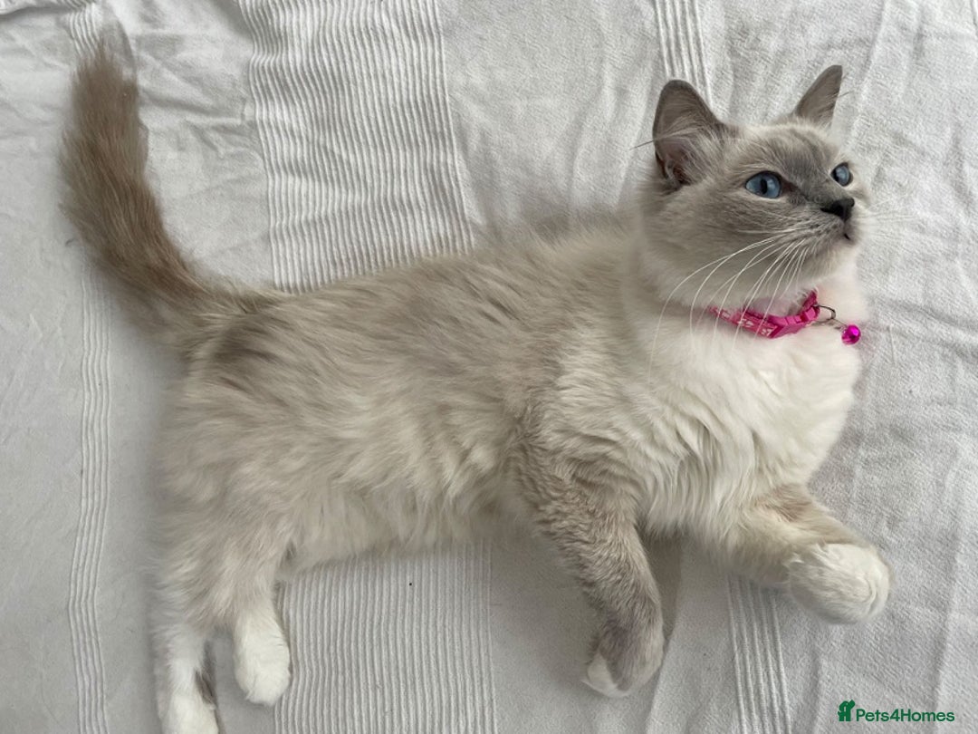 Ragdoll cats for sale: 🐾Active GCCF Queen Ragdoll 💜🧬DNA Tested 🏆 - Image 3