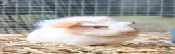 Guinea Pig rodents for sale: 2 bonded female guinea pigs  - Advert 1
