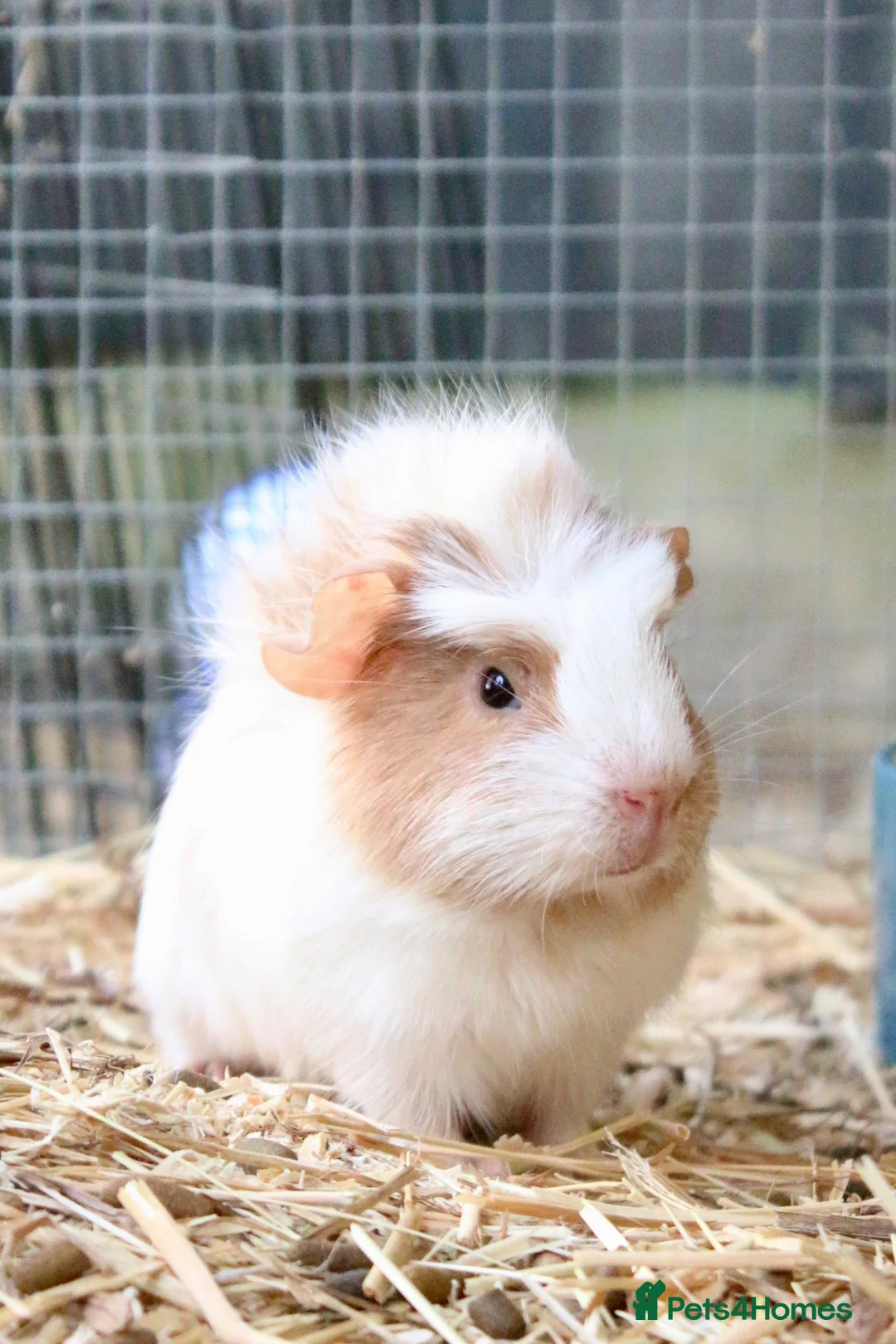 Guinea Pig rodents for sale: 2 bonded female guinea pigs  - Advert 1