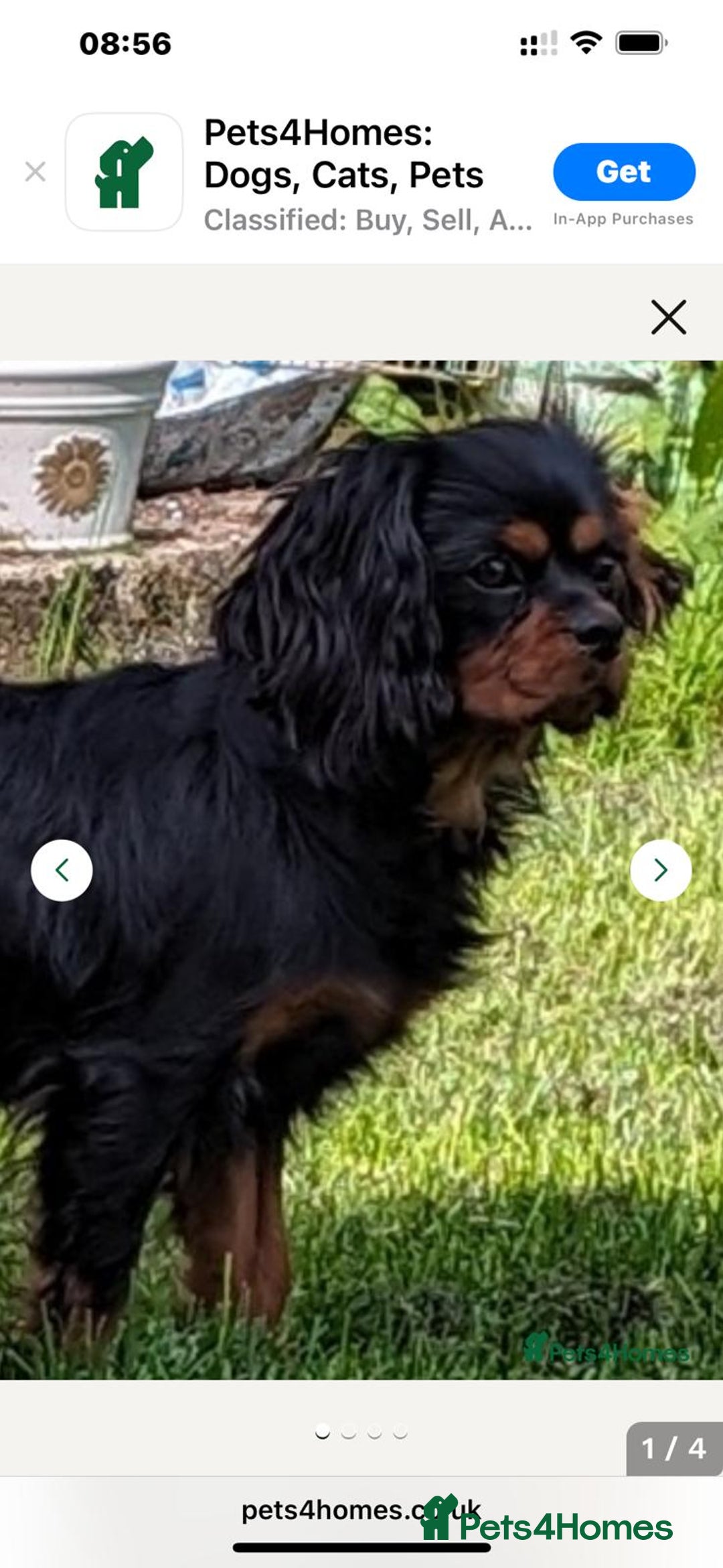 Cavapoo dogs for sale: LAST Black (tan paws/muzzle) F1 Cavapoo Dog Puppy - Image 14