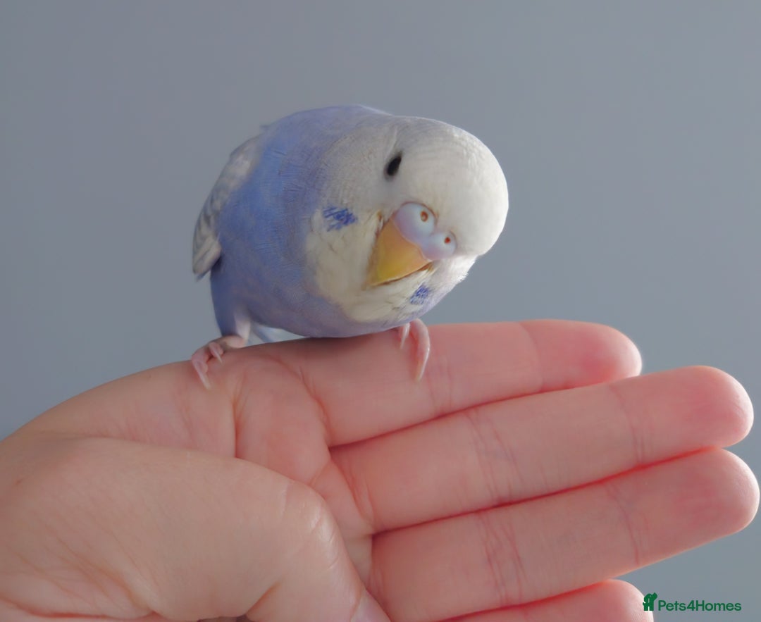 Budgerigars birds for sale: Hand reared silly tame baby budgies  - Image 9