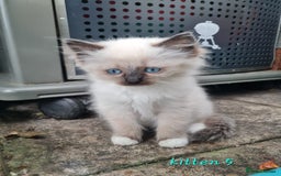 Ragdoll cats for sale: Beautiful ragdoll kittens 1 female left - Image 8