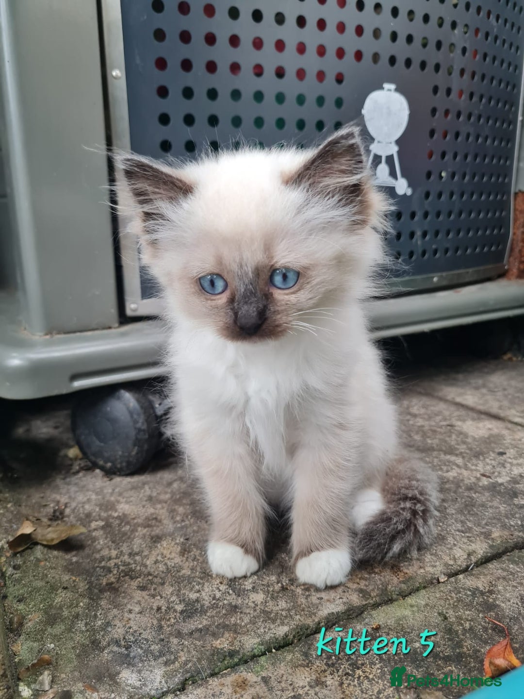 Ragdoll cats for sale: Beautiful ragdoll kittens 1 female left - Image 8
