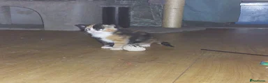 Mixed Breed 2