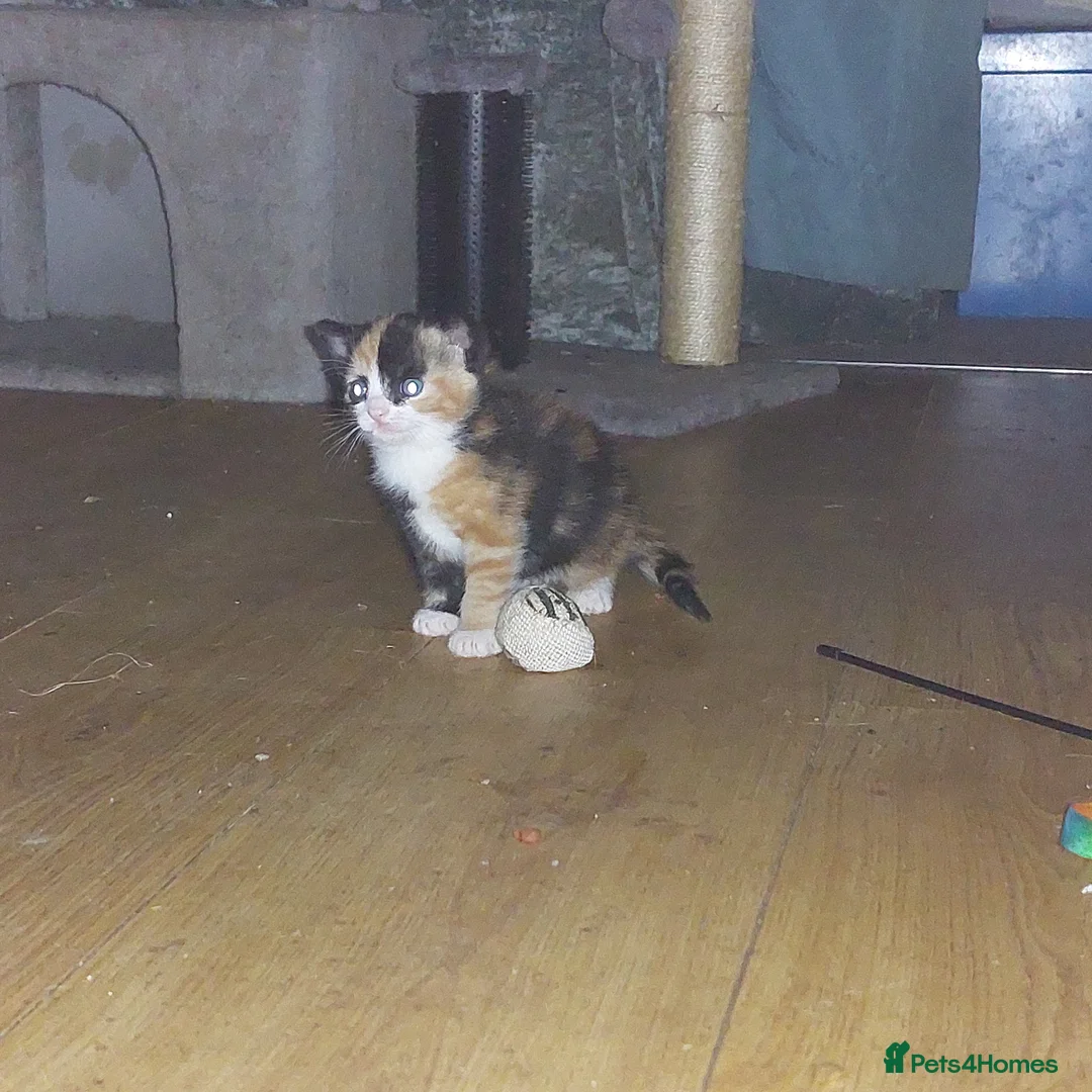 Mixed Breed cats for sale: Two tortoiseshell girls - Advert 2