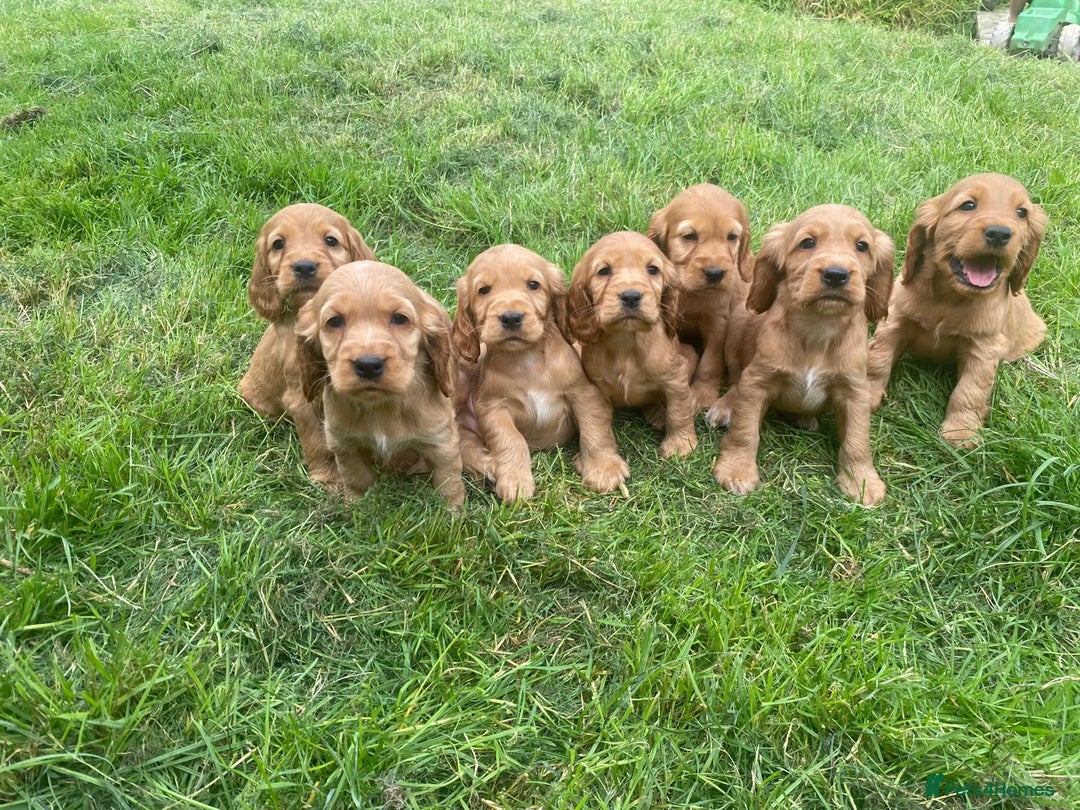 Cocker Spaniel dogs for sale: Show Type Cocker Spaniel Puppies - Advert 1