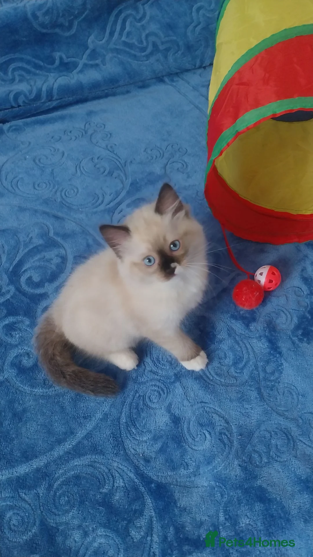 Ragdoll cats for sale: Adorable lovely ragdoll girl. - Advert 1