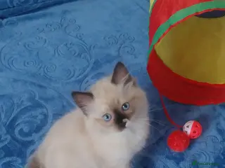 Ragdoll cats Adorable lovely ragdoll girl. - Advert 2