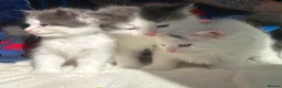 Ragdoll cats for sale: 🐾 5 Beautiful Ragdoll Cross Kittens 🐾 in Southampton - Advert 6