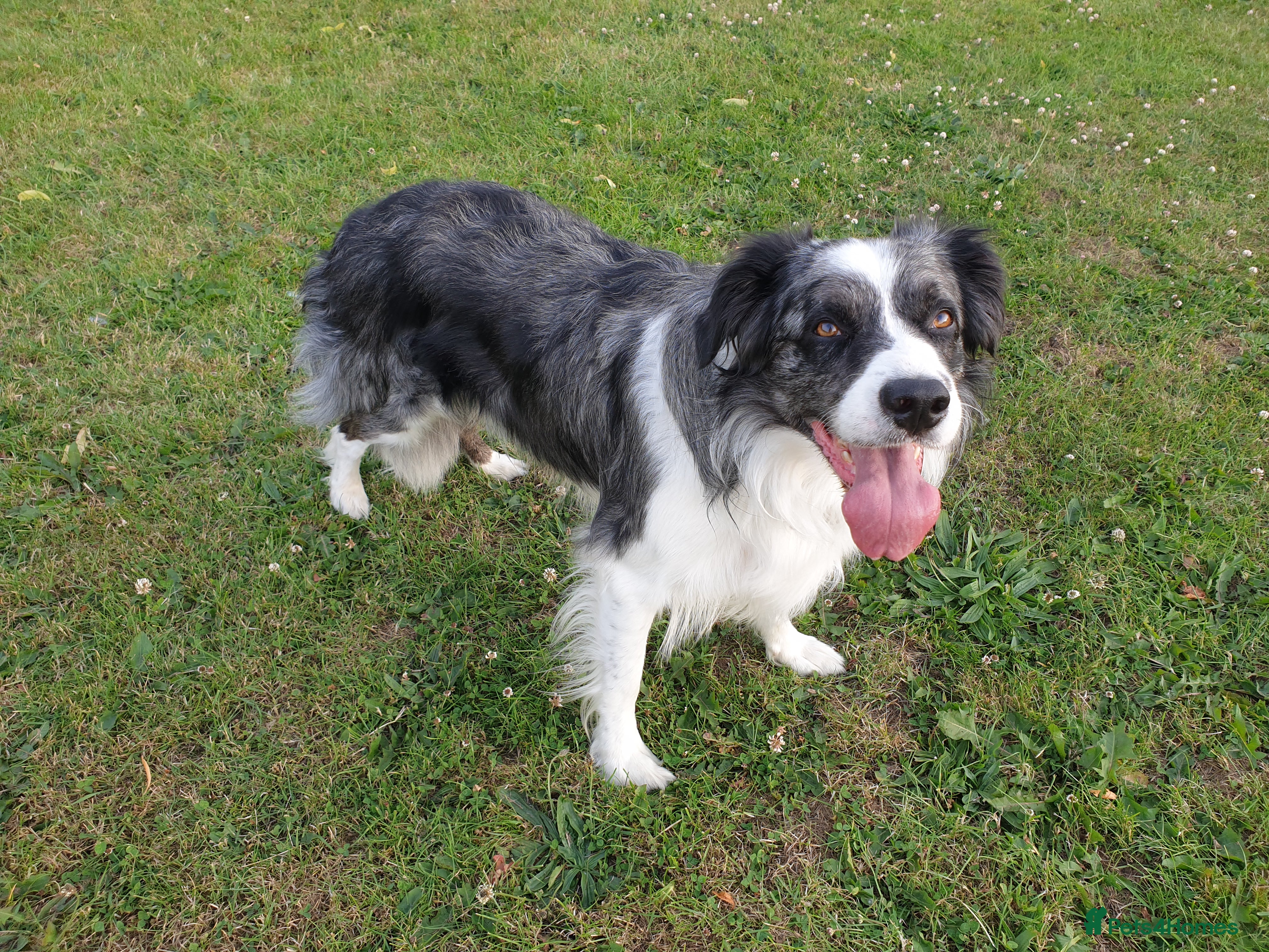Border Collie dogs *proven* health tested working merle border collie in Leeds - Advert 4