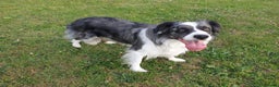 Border Collie dogs for stud: *proven* health tested working merle border collie in Leeds - Advert 1