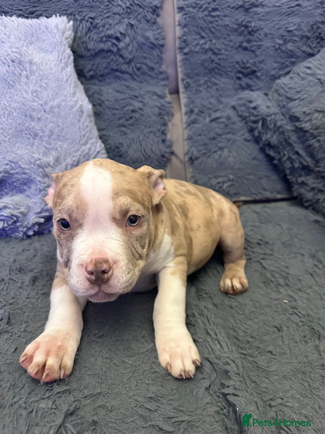 American Bully dogs for sale: 🐾 ABKC Registered Micro/Pocket Bully Puppies! 🐾 - Advert 31