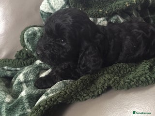 Cockapoo dogs - Advert 2