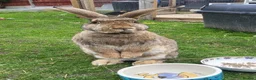 Continental Giant rabbits for sale: Continental giant rabbits  - Advert 6