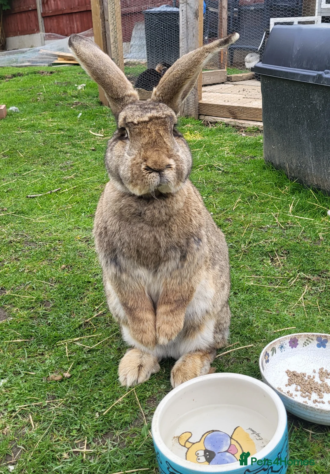 Continental Giant rabbits for sale: Continental giant rabbits  - Advert 6