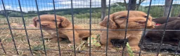 Cocker Spaniel dogs for sale: Stunning red KC working cocker puppies  - Advert 5