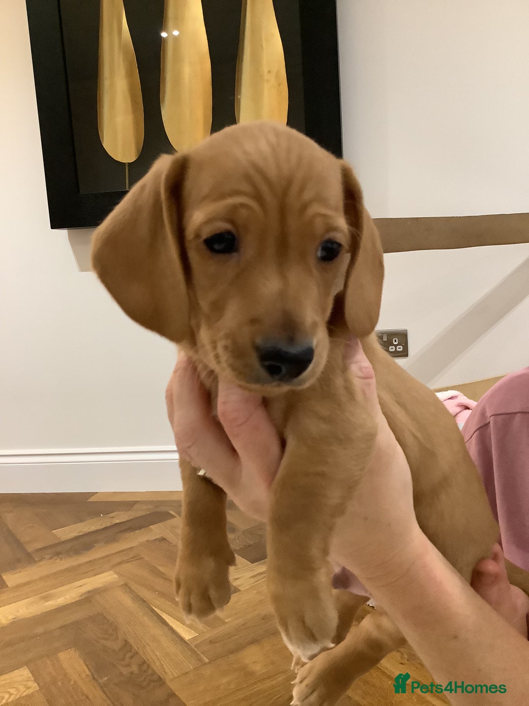 Miniature Dachshund dogs for sale: Miniature dachshund pups.KC REG& Council Licensed  - Image 4
