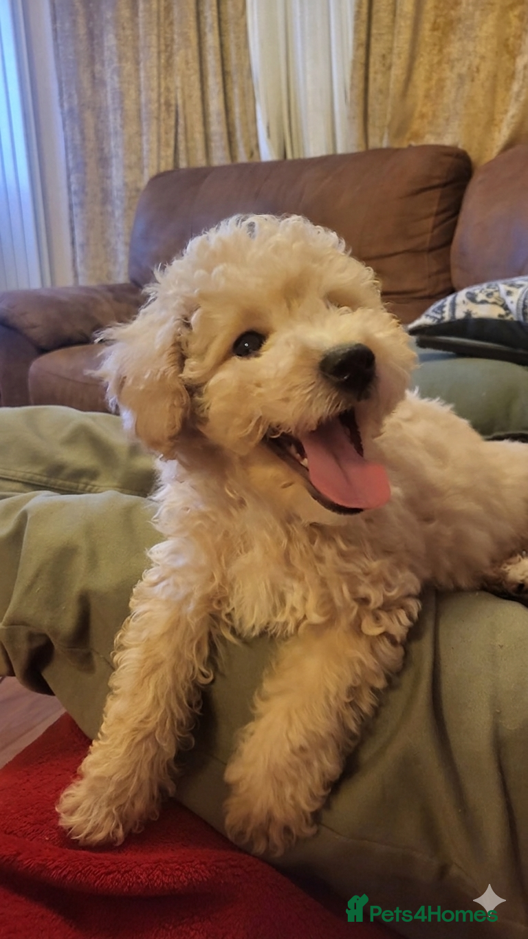 Maltipoo dogs Maltipoo  - Advert 9