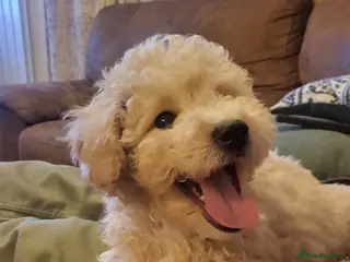 Maltipoo dogs Maltipoo - Advert 9