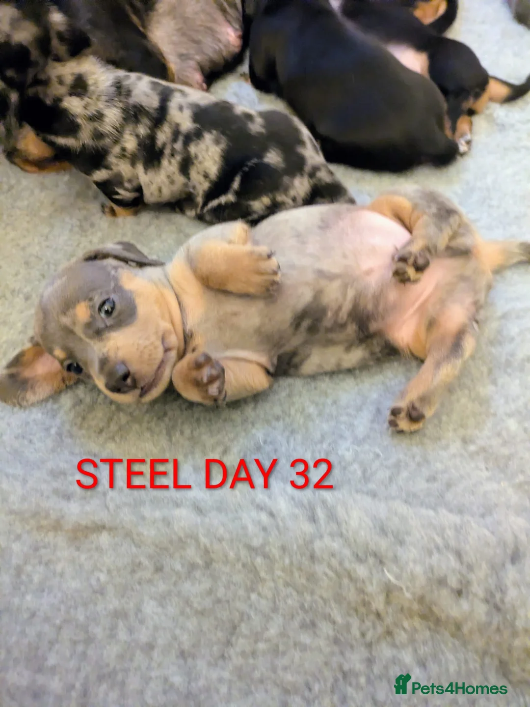 Miniature Dachshund dogs for sale: KC Reg Mini Dachshund Puppies –Loving Homes Only!  - Advert 5