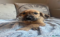 Mixed Breed dogs for sale: Cane corso X Alaskan malamute surprise litter  - Image 33