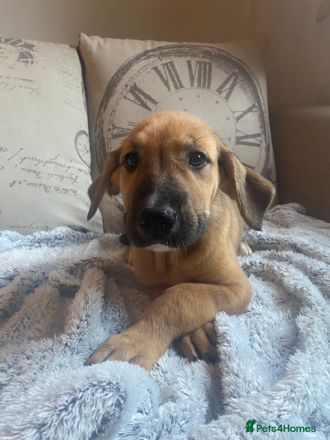 Mixed Breed dogs for sale: Cane corso X Alaskan malamute surprise litter  - Image 33
