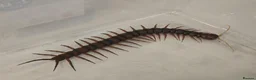 Mixed Breed invertebrates for sale: Mixed invertebrates for sale *see description*  - Advert 1
