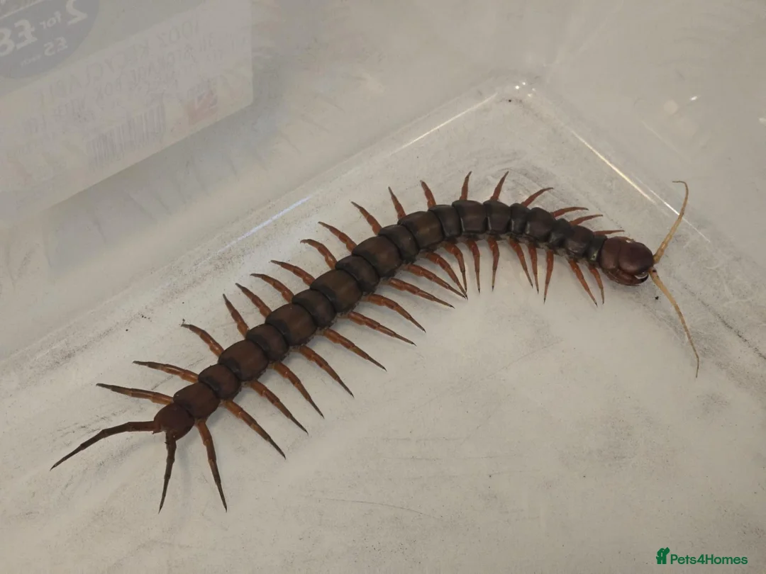 Mixed Breed invertebrates for sale: Mixed invertebrates for sale *see description*  - Advert 1