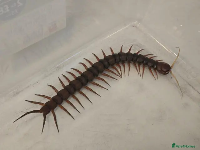 Mixed Breed invertebrates Mixed invertebrates for sale *see description* - Advert 1