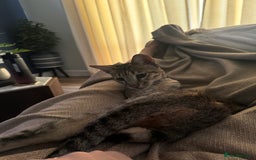 Savannah cats for sale: Savannah Cat looking for a new home  - Image 5