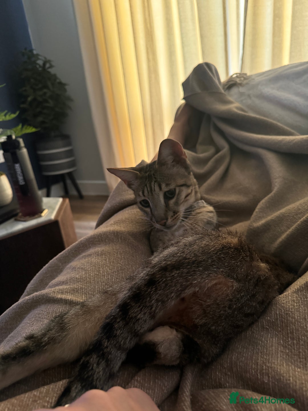 Savannah cats for sale: Savannah Cat looking for a new home  - Image 5