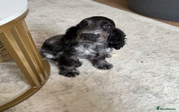 Cocker Spaniel dogs for sale: Blue roan show cocker spaniel  - Image 13