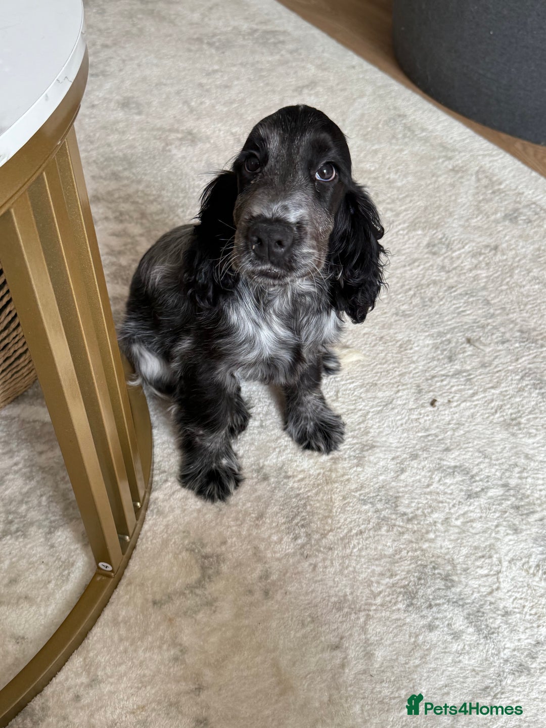 Cocker Spaniel dogs for sale: Blue roan show cocker spaniel  - Image 13