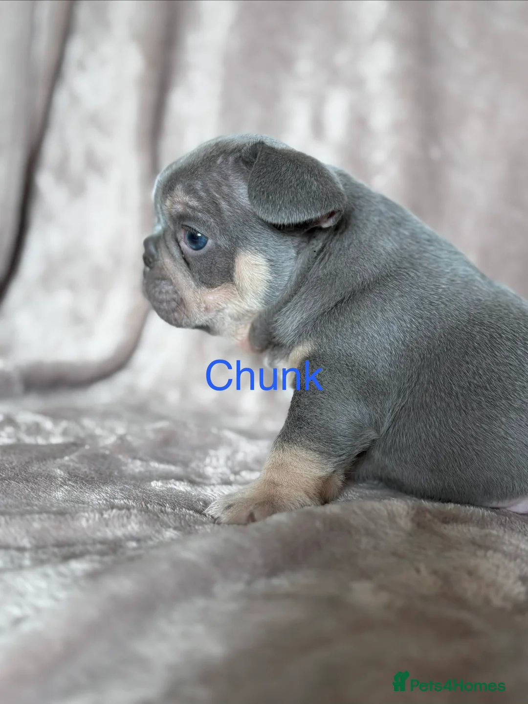 French Bulldog dogs for sale: French bulldog puppies - Advert 12