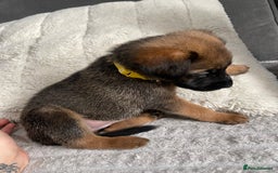 Belgian Shepherd Dog dogs for sale: Belgian malinois puppies - Image 4