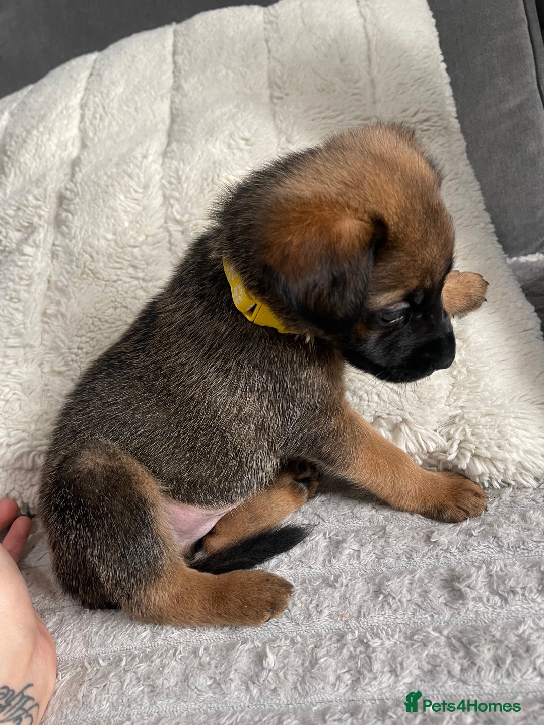 Belgian Shepherd Dog dogs for sale: Belgian malinois puppies - Image 4