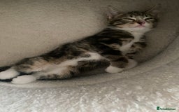 Mixed Breed cats for sale: 2 girls and 1 boy mixed breed kittend - Image 1