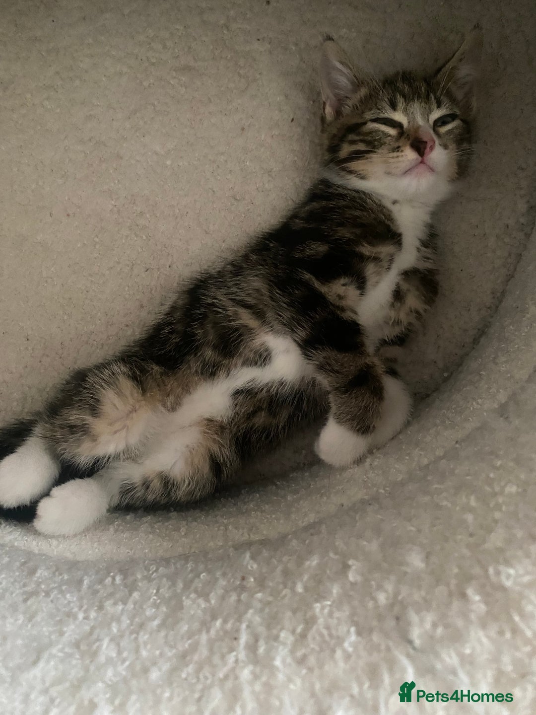 Mixed Breed cats for sale: 2 girls and 1 boy mixed breed kittend - Image 1