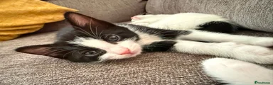 Kitten 2 (Black Face with White Blaze)  🖤 Playful Tuxedo Kitten Ready for Their Forever Family 🖤