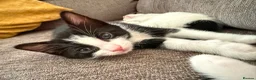 Mixed Breed cats for sale: 🐾 Adorable Black & White Kittens 🐾 in Willenhall - Advert 4